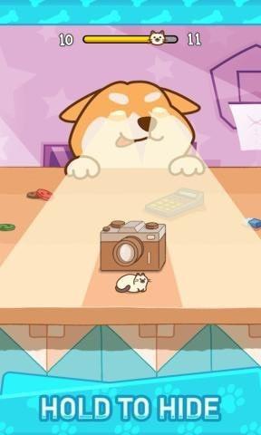 柴犬捉迷藏